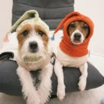 韓國🇰🇷Hey 寵物冬季保暖圍脖精靈帽 中大型犬友善