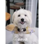 Pawfect pets*WufWuf 秋冬寵物圍脖 黃色格紋蝴蝶結款
