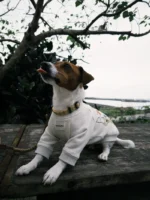 Pawfect pets*Dogkuma 醜塗鴉大學T 寵物親子裝：圖片 5
