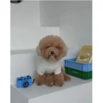 Pawfect pets韓國寵物馬海毛親膚微高領毛衣 - Image 5