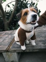 Pawfect pets*Dogkuma 狗狗樹拼接棒球T恤親子裝：圖片 6