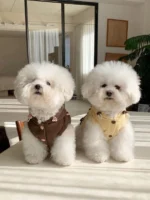 韓國Durangrurang 寵物親子裝 寵物帽T & 主人棉質長褲：圖片 6