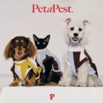 Pawfect pets*Petapest 寵物撞色條紋彈力透氣背心