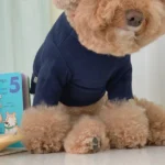 Pawfect pets 韓國GRMD寵物素色棉T恤：圖片 4