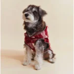 Pawfect pets*Pettention 寵物格紋披風背心 - Image 5