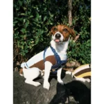 Pawfect pets*Petapest 寵物撞色條紋彈力透氣背心 - Image 2