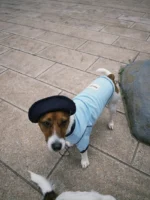 Pettention*pawfect pets 寵物藍色撞色T恤：圖片 3