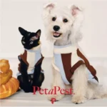 Pawfect pets*Petapest 寵物撞色條紋彈力透氣背心 - Image 5