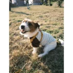 Pawfect pets *Petapest 藍條紋毛絨拼接高領針織衫：圖片 5