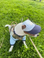 Pettention*Pawfect pets 寵物夏日棒球帽：圖片 5