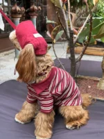 Pettention*Pawfect pets 寵物夏日棒球帽：圖片 6