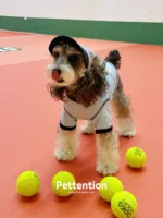 Pettention*pawfect pets 寵物藍色撞色T恤：圖片 7