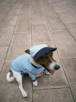 Pettention*pawfect pets 寵物藍色撞色T恤：圖片 8