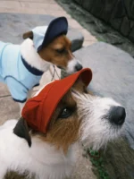 Pettention*Pawfect pets 寵物夏日棒球帽